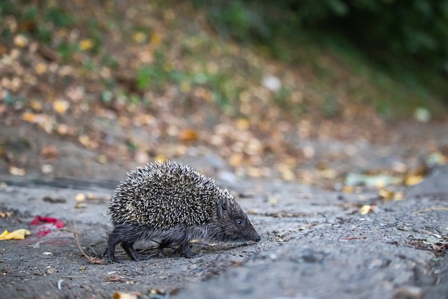 这一技巧 这一技巧